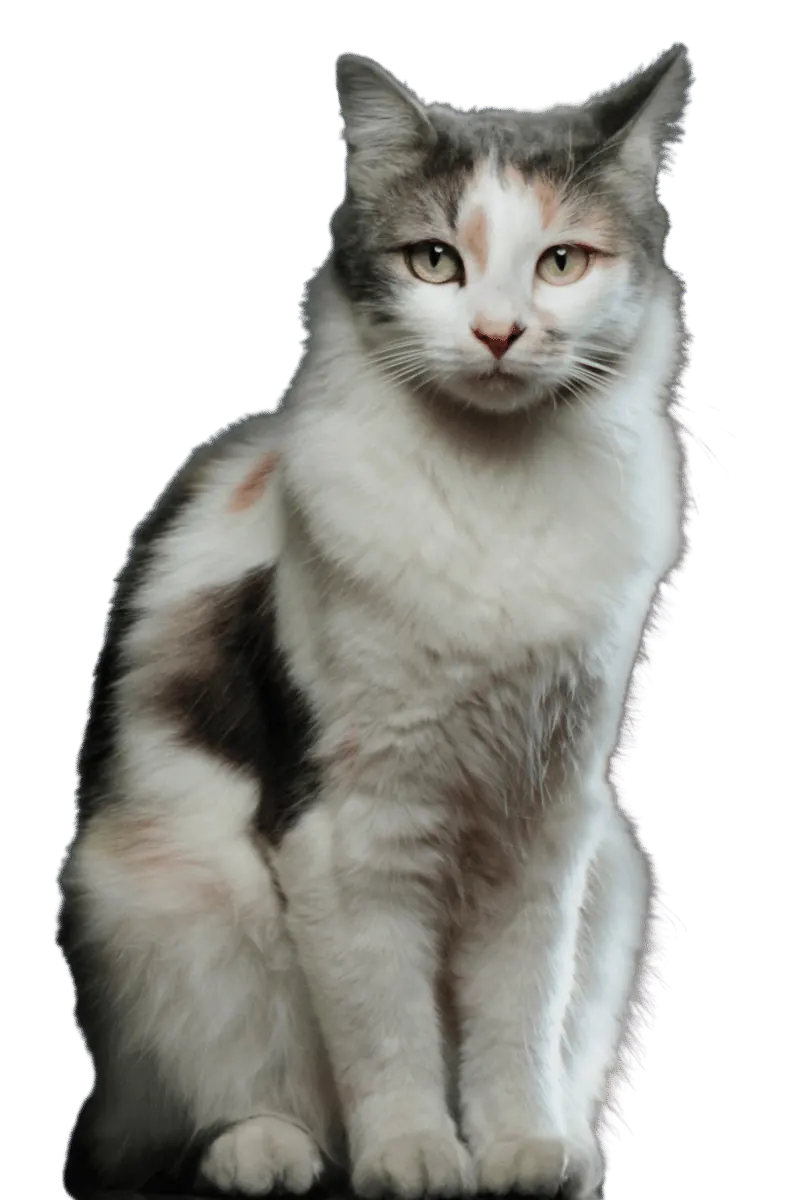 Müjgan
